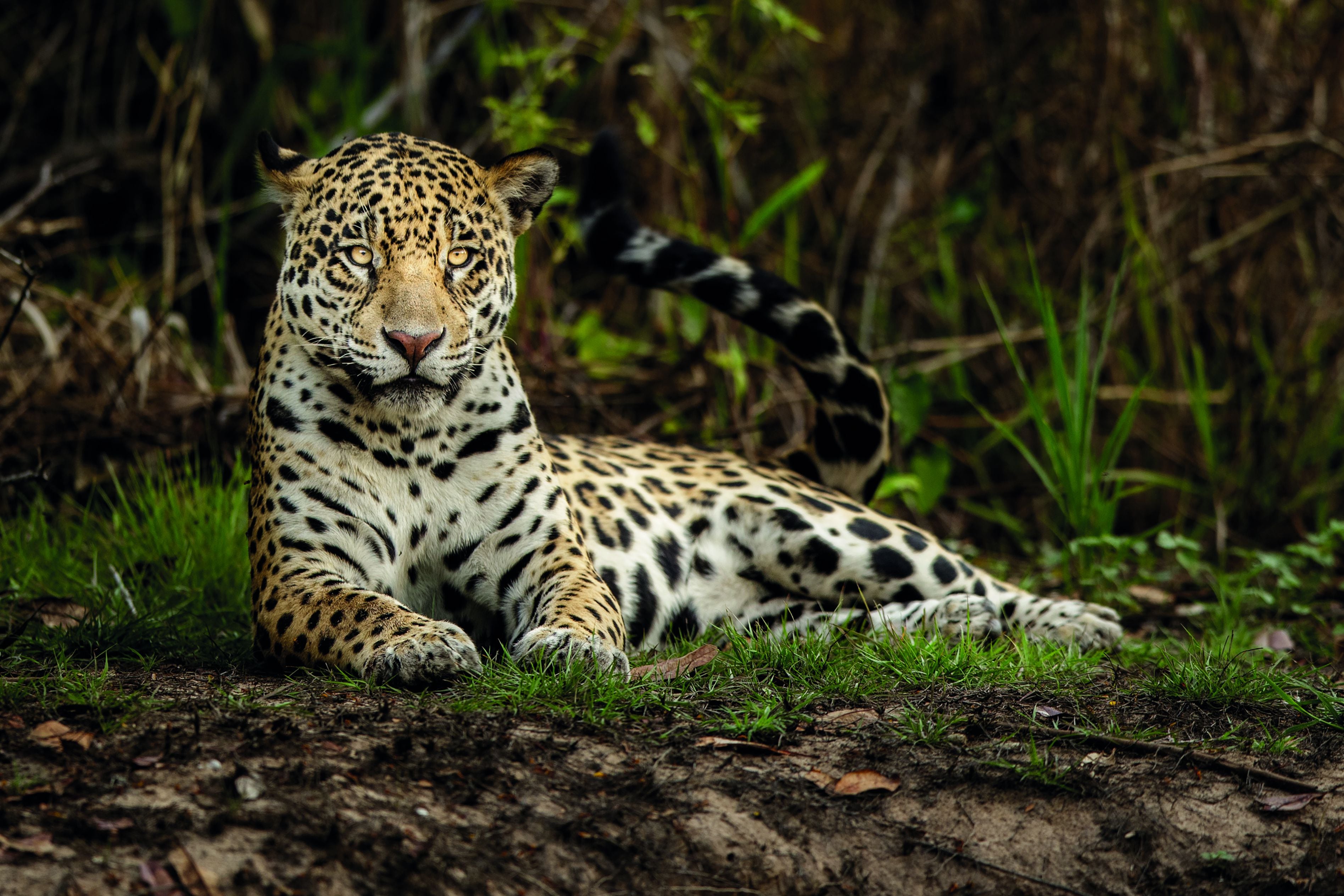 Emblema del país, el yaguareté es un símbolo del norte argentino (Retratos Parques Nacionales)