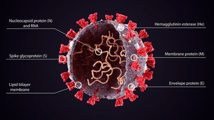El coronavirus SARS-CoV-2 por dentro (Shutterstock)