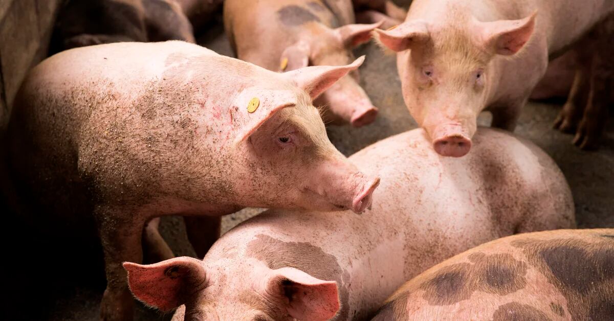 The government has approved a contingency plan in case of an emergency due to African swine fever