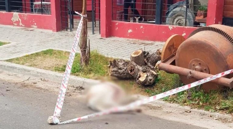 Los dos dogos argentinos fueron sacrificados a cuchillazos por un vecino (Eldoce.tv)