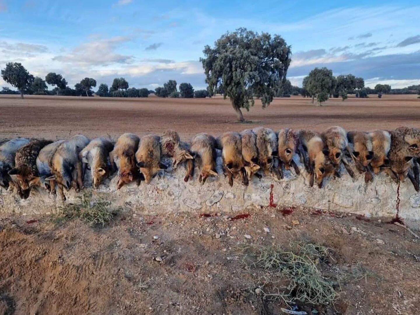 Masacre de zorros en Navarra: acusan al Gobierno foral de permitir estas  matanzas