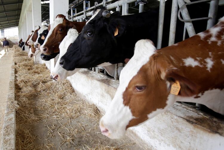 Argentina obtuvo reconocimiento internacional como país de riesgo insignificante respecto a la vaca loca