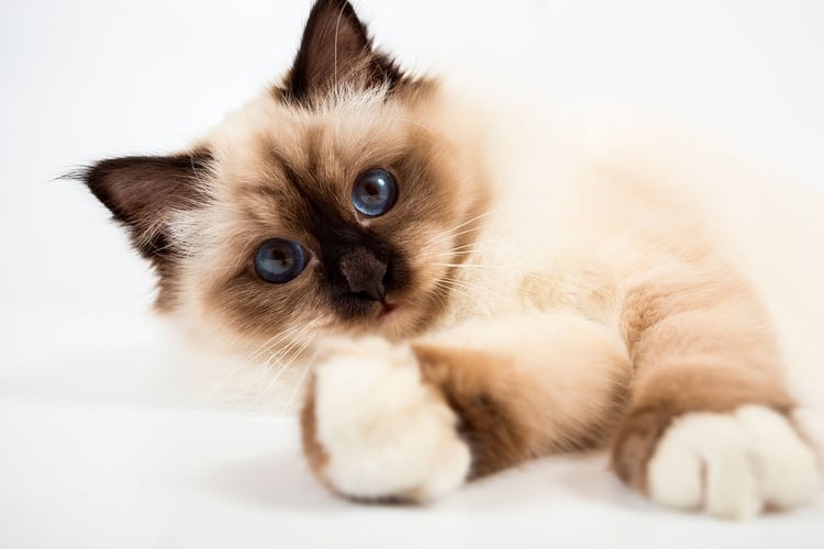 El Sagrado de Birmania es otra de las razas de gatos que también integra el top 10 preferidas por los argentinos (Shutterstock)