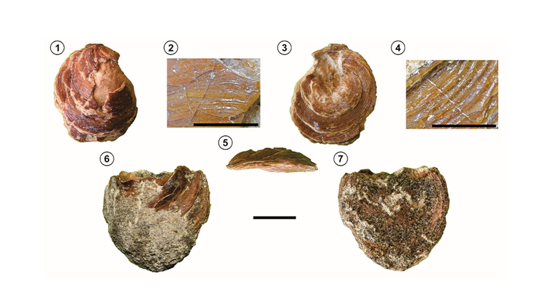 Así son los restos fósiles del braquiópodo "Discinisca messii". Los encontraron científicos del Instituto Patagónico de Geología y Paleontología (IPGP-CONICET) en Chubut