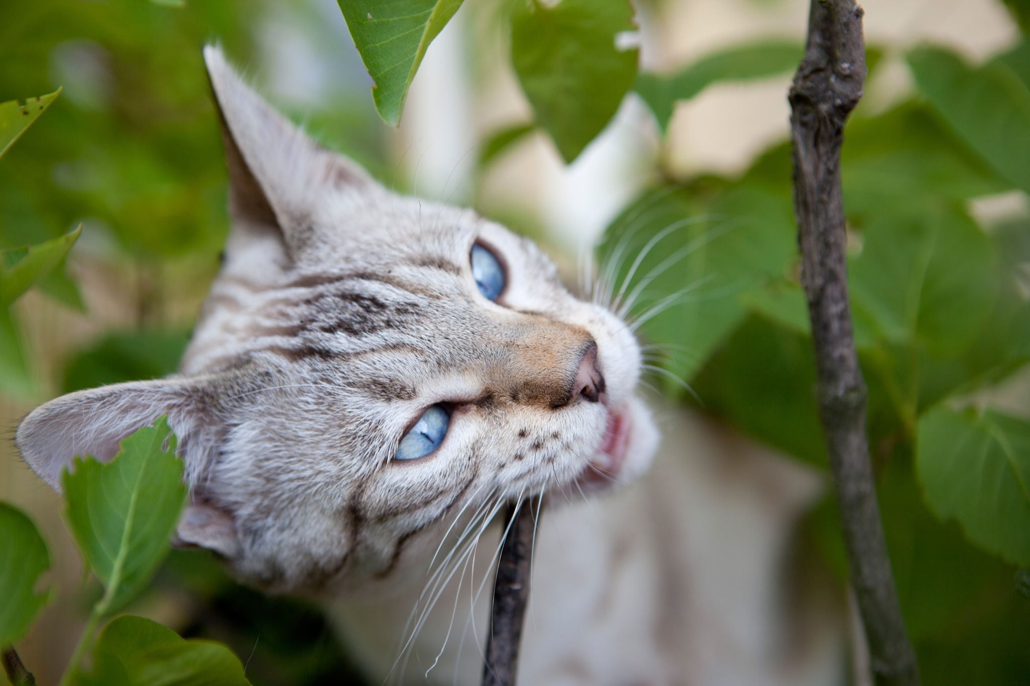 Cuáles son los elementos y las plantas más peligrosas para los perros y los  gatos - Infobae, image size:2048x1365
