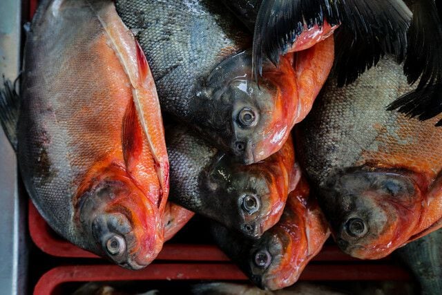 El incremento en el consumo de pescado durante Semana Santa tiene en alerta a las autoridades para evitar que se venda este alimento en malas condiciones - crédito Colprensa