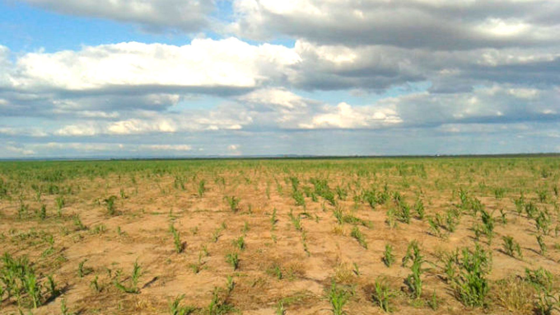 Alerta en el campo: la sequía se profundiza y crece la incertidumbre por el impacto en la economía