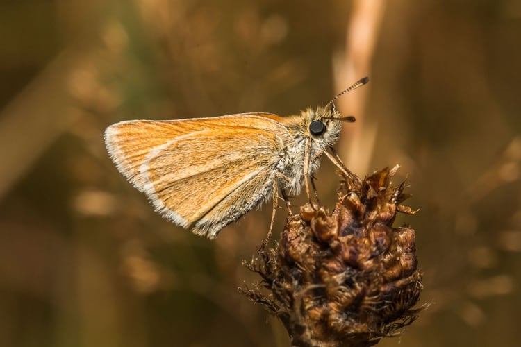 Muchos adjudican la presencia de polillas, insectos y abejas a la cuarentena (Shutterstock)