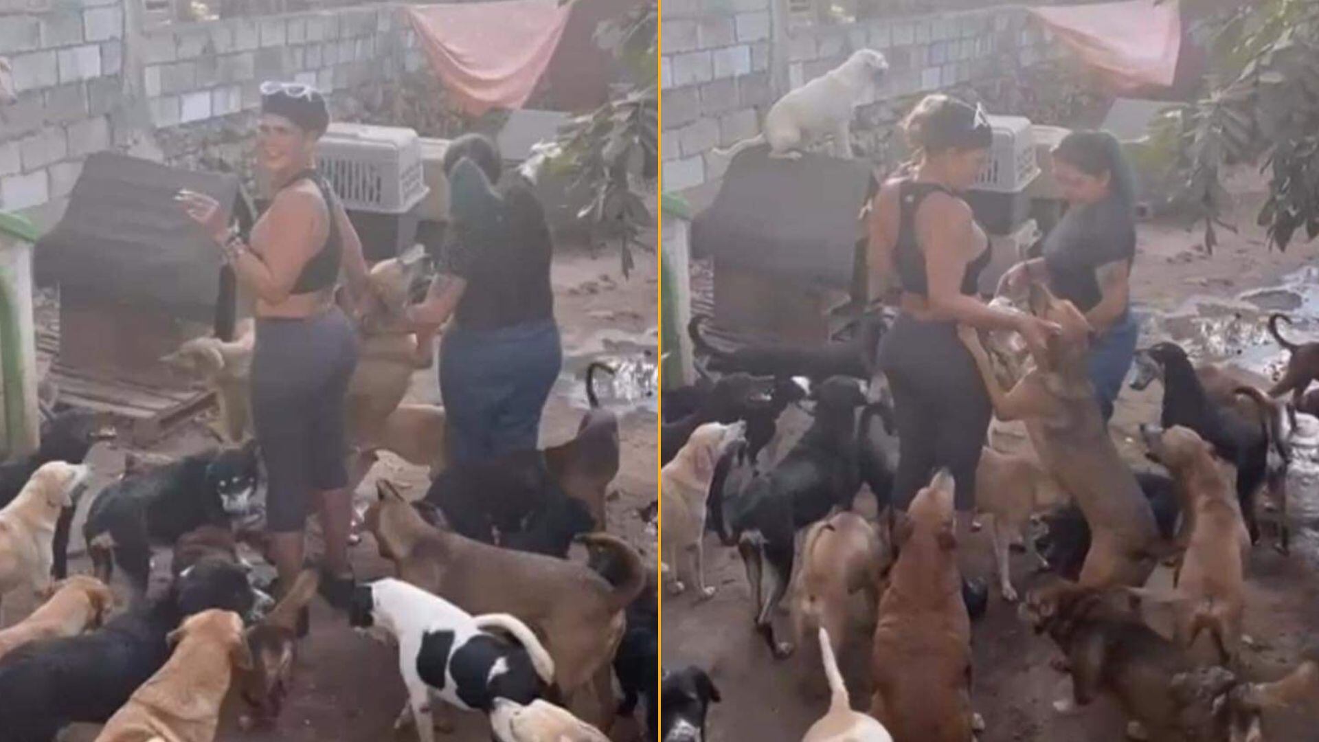 Niurka fue acusada en redes sociales de hacer adopciones masivas para sacrificar perros en rituales de santería. Sin embargo, la noticia es totalmente falsa. Foto: @R9Catalina, X