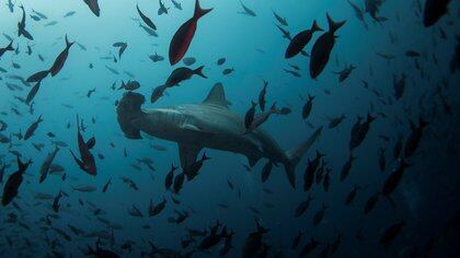 FILE PHOTO: A hammerhead shark swims close to Wolf Island at Galapagos Marine Reserve August 19, 2013. REUTERS/Jorge Silva/File Photo