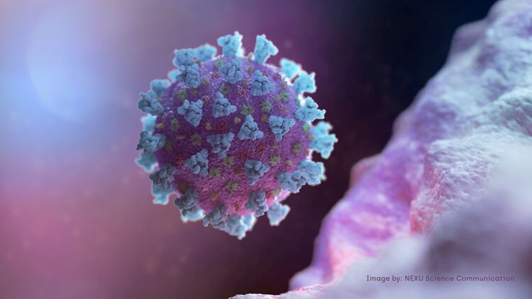 Una imagen digital del coronavirus. Foto: NEXU Science Communication/via REUTERS