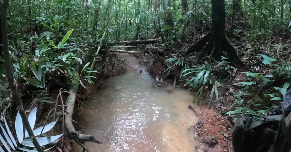 Historia dzieci zagubionych w dżungli Guaviare, która wprowadziła Kolumbię w napięcie