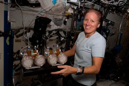 Immagine fornita dalla NASA che mostra l'astronauta statunitense Shannon Walker, del cosiddetto equipaggio SpaceX 