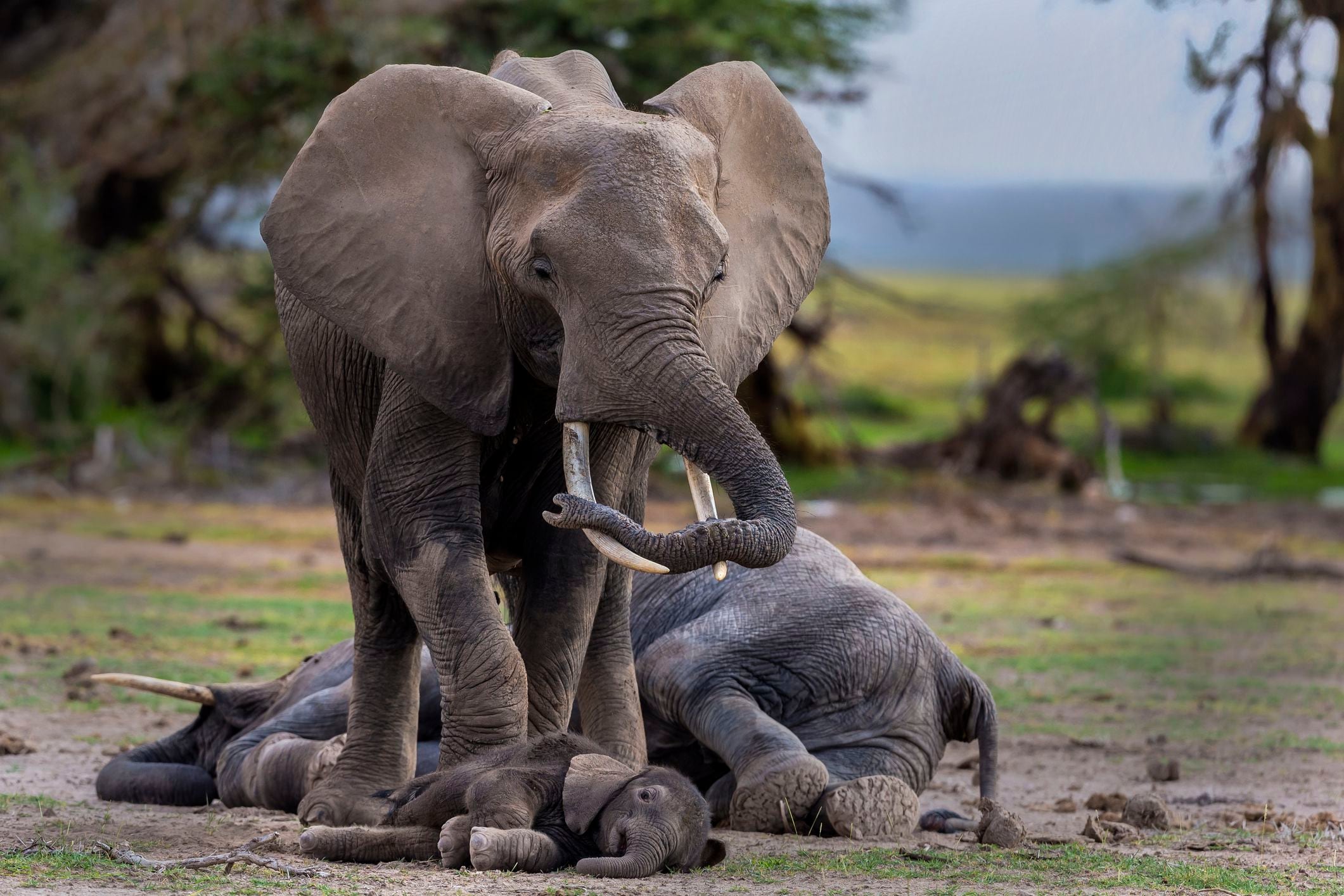 Las tasas de mortalidad en la zona han aumentado a raíz de este fenómeno (Getty Images)