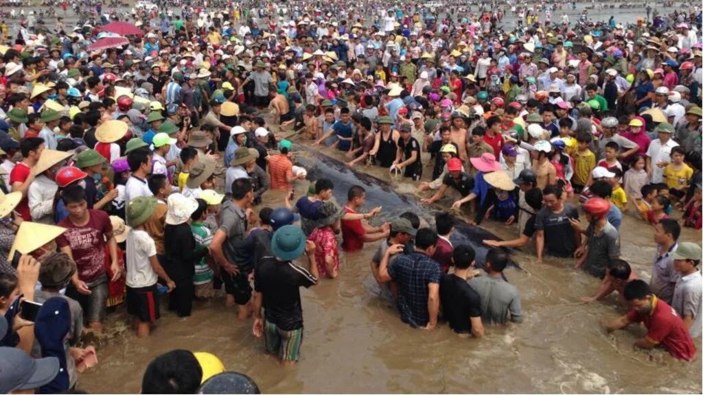 Los animales marinos de gran tamaño son propensos a quedar varados, como esta ballena en Vietnam (Doan Hoa)