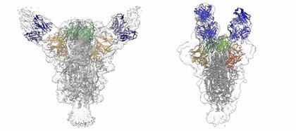Las reconstrucciones muestran cómo dos anticuerpos (azules) diferentes se unen a la proteína principal del virus SARS-CoV-2 (COLUMBIA UNIVERSITY IRVING MEDICAL CENTER)