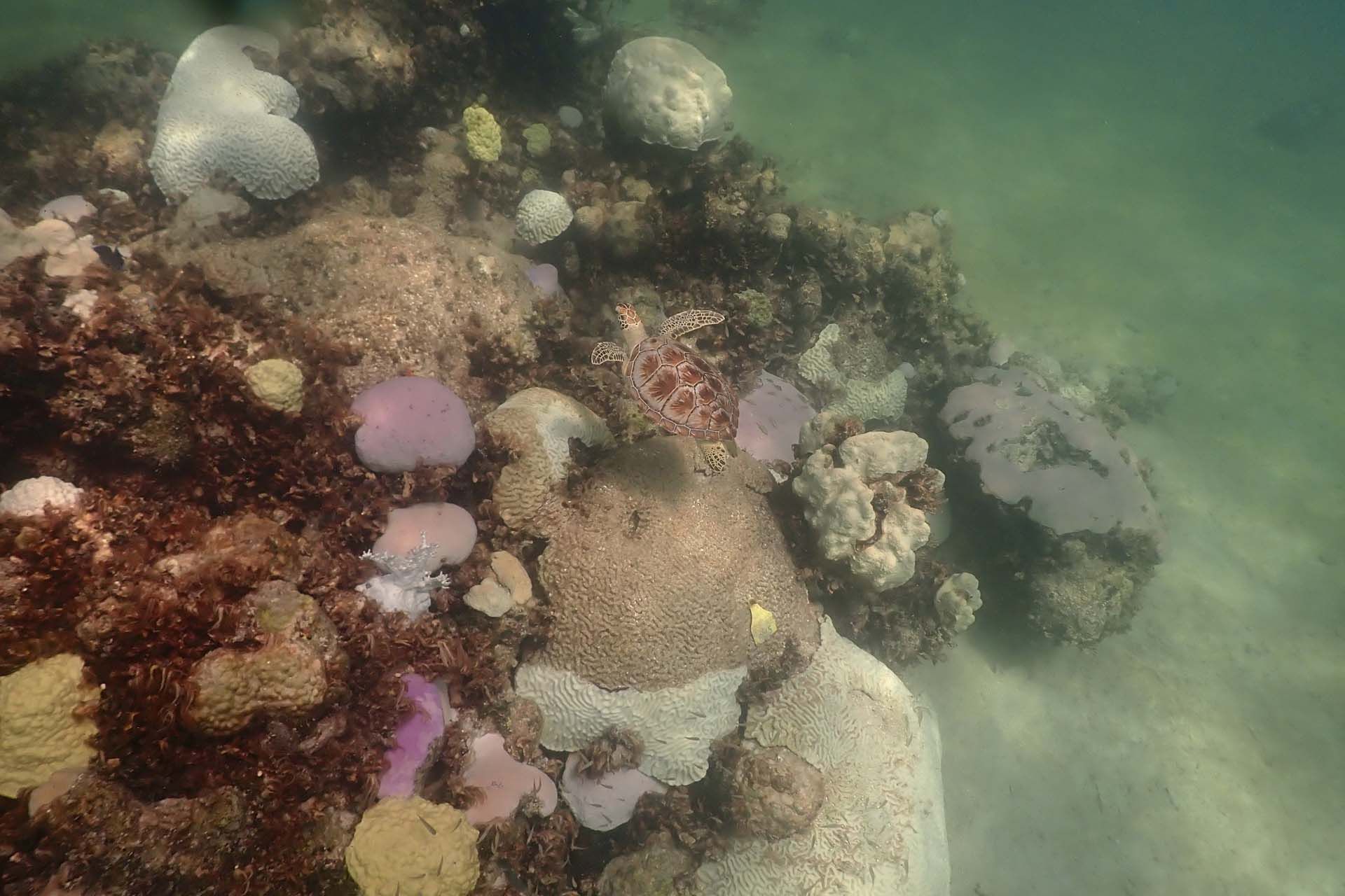 La situación de los corales en Florida no tiene precedentes en los registros por satélite. Antes los episodios de blanqueamiento duraban menos tiempo. (Andrew Ibarra/NOAA via AP)
