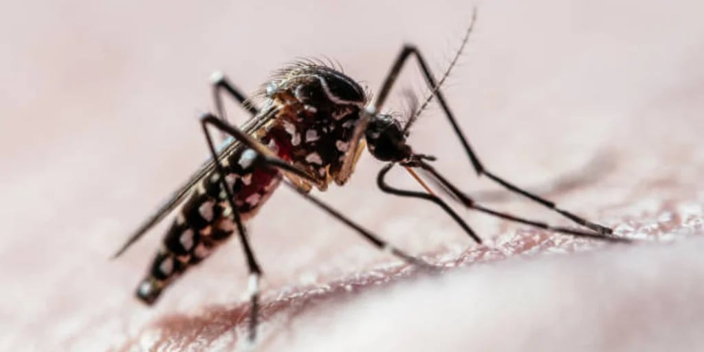 Córdoba acumula casi 40 muertes por dengue y un hospital debe trabajar al máximo de su capacidad