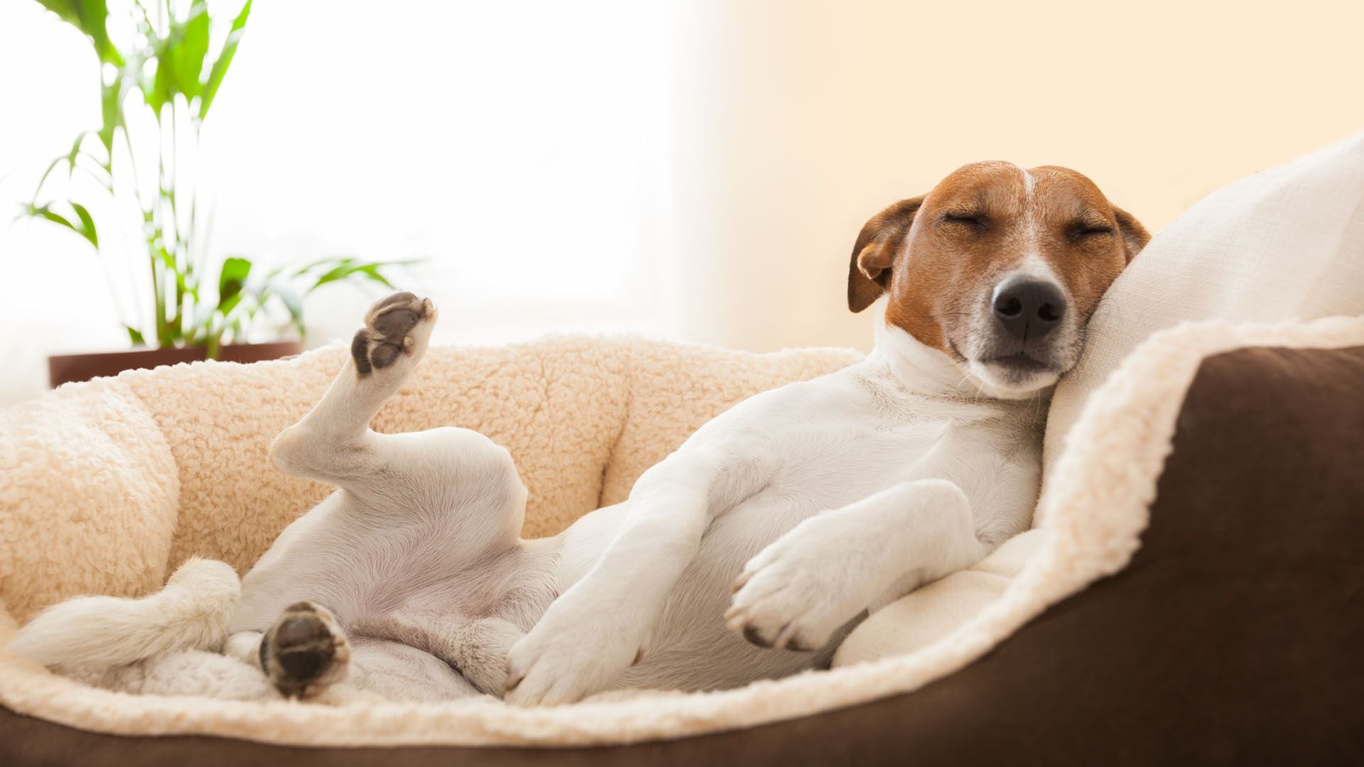 Los perros se acuestan de espaldas, panza arriba, por el mero placer de hacerlo, especialmente cuando se disponen a dormir una siesta