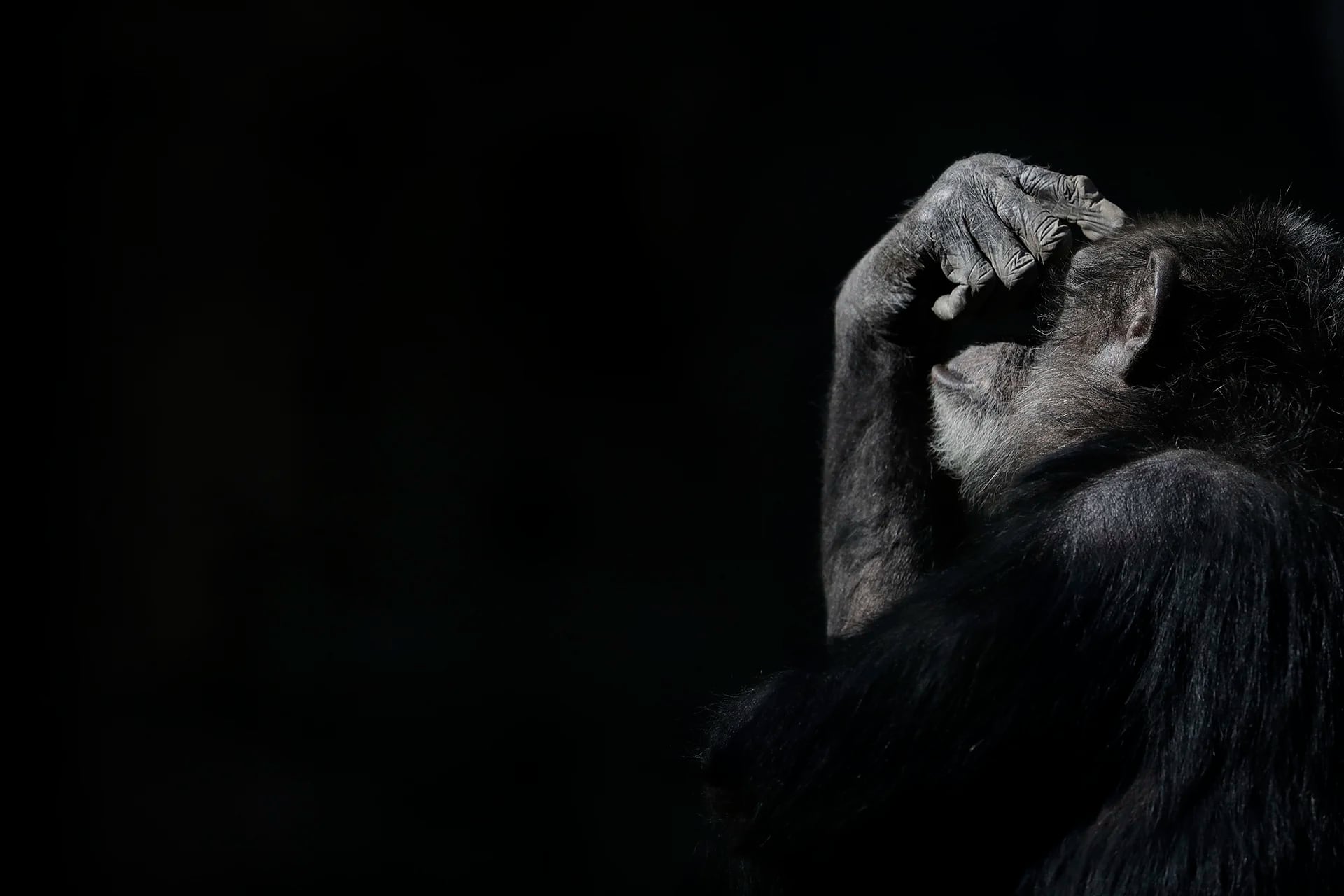 Un chimpancé con la mano en los ojos