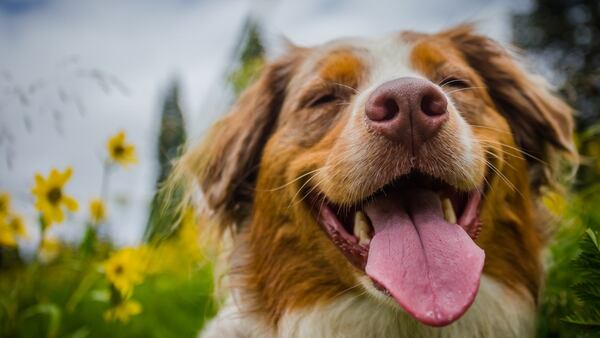 Los perros manfiiestan un “efecto de audiencia” ante sus dueños (Getty Images)