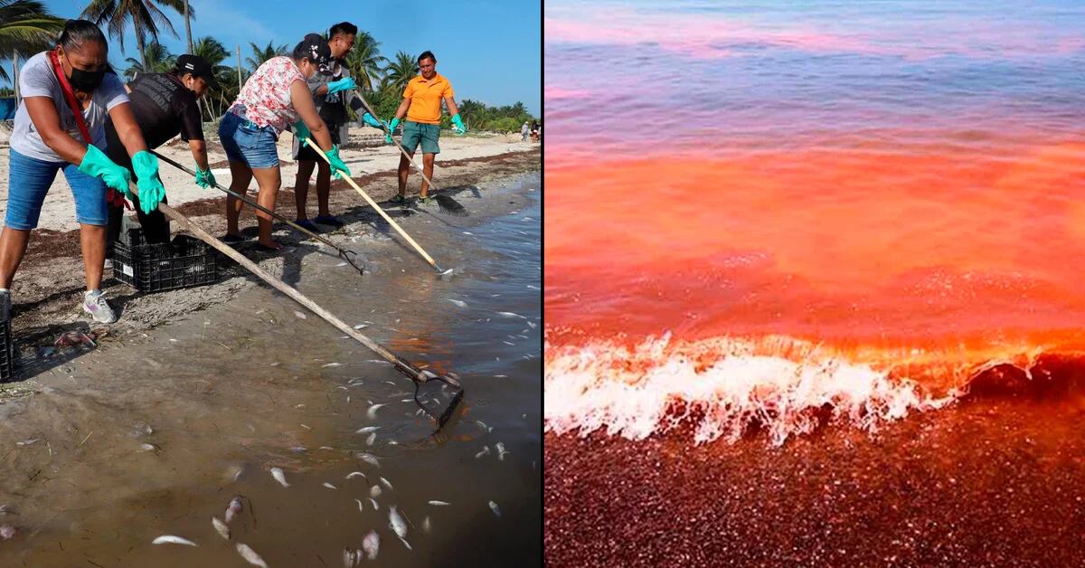 El turismo y los pescadores son los más afectados por el avance de la marea roja en Yucatán