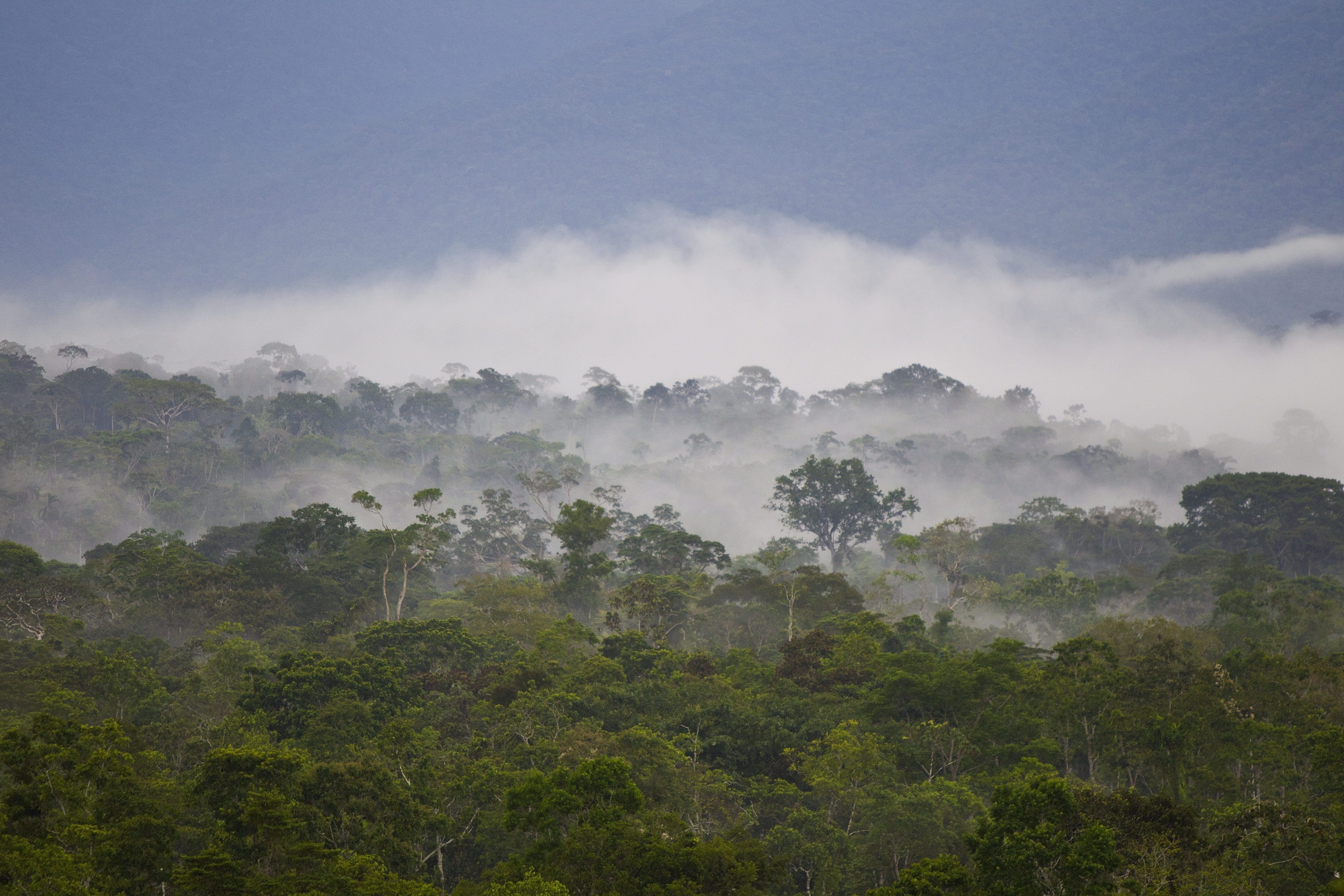 La región amazónica de Ecuador, que ocupa sus seis provincias orientales, conforman un biocorredor megadiverso, donde viven existen, al menos, 30 pueblos y nacionalidades indígenas. (EFE/José Jácome/Archivo)