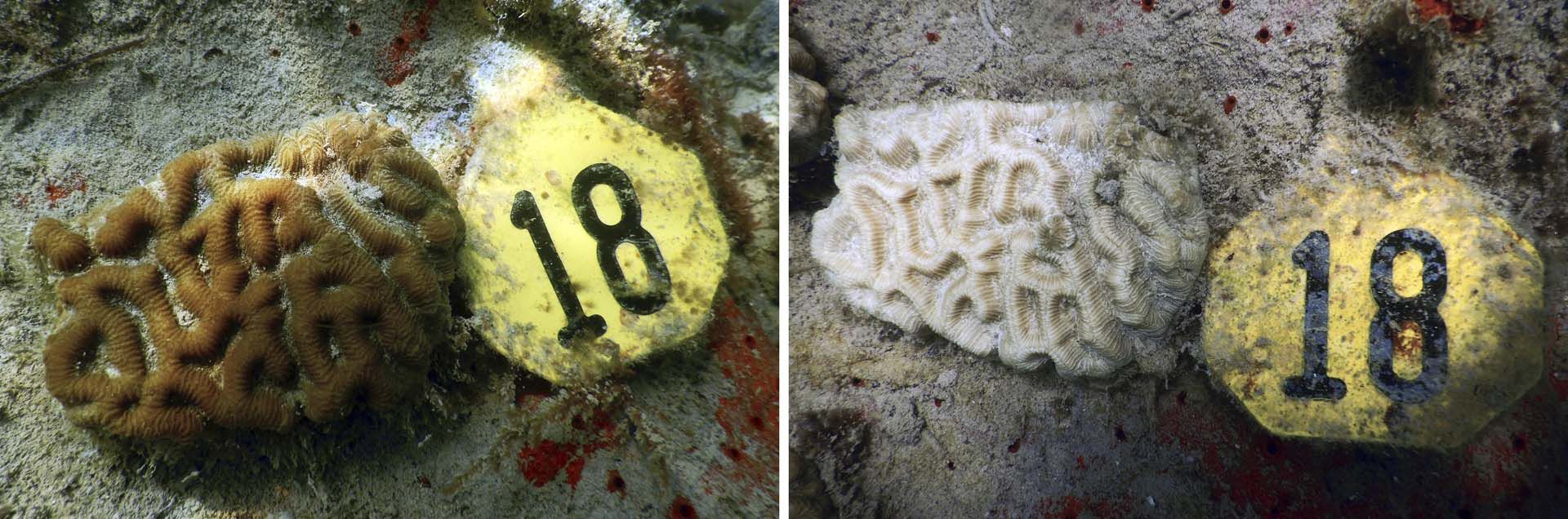 Esta combinación de imágenes proporcionadas por la NOAA y la Universidad de Miami muestra corales trasplantados experimentalmente en enero de 2023, a la izquierda, y el mismo coral en julio de 2023, después de sufrir blanqueamiento cerca de Miami. (Allyson DeMerlis, Michael Studivan/NOAA y la Universidad de Miami vía AP)