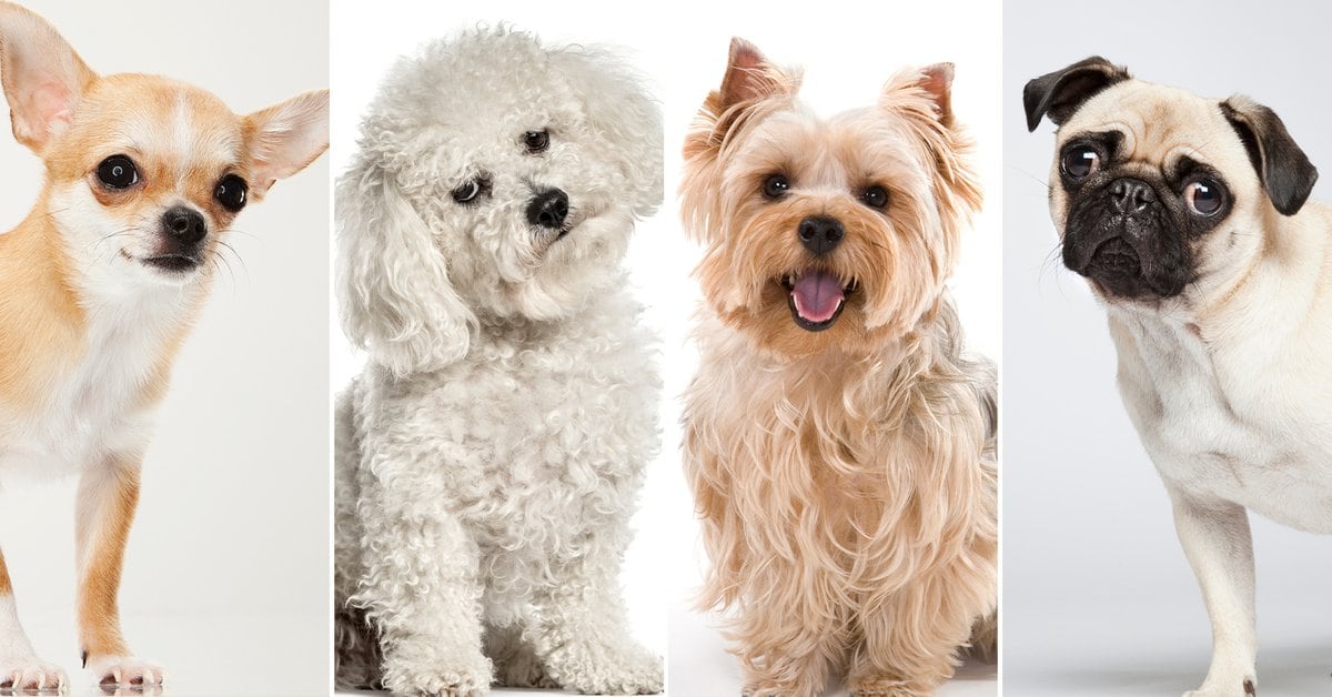 Four dog breeds ideal for places with little space
