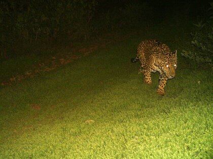 Los jaguares son especies en peligro (Foto: Proyecto Jaguar del Norte)