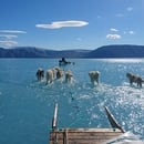 La imagen muestra a los perros tirando de un trineo sobre una capa de hielo derretida (Steffen M Olsen/Twitter)