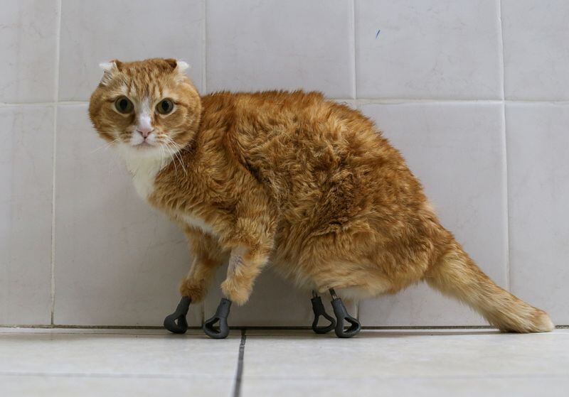 Foto de archivo de Ryzhik , un gato al que se le implantaron cuatro prótesis en sus patas (Foto: REUTERS/Vladislav Nekrasov)