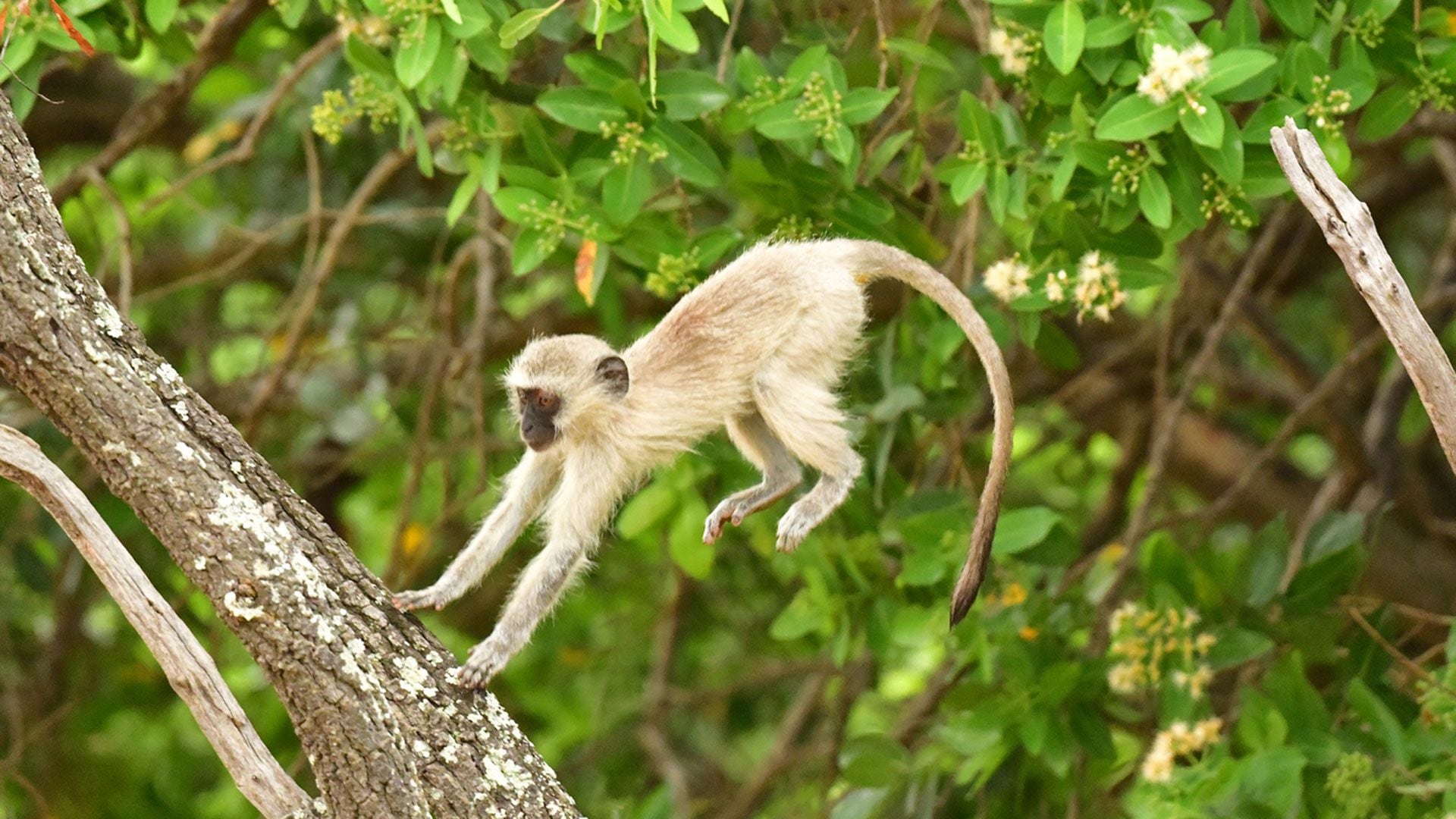 La "mente de mono" alude al comportamiento errático de estos animales, que saltan de una rama a otra. A veces, nuestros nuestros pensamientos se conducen así (Getty)
