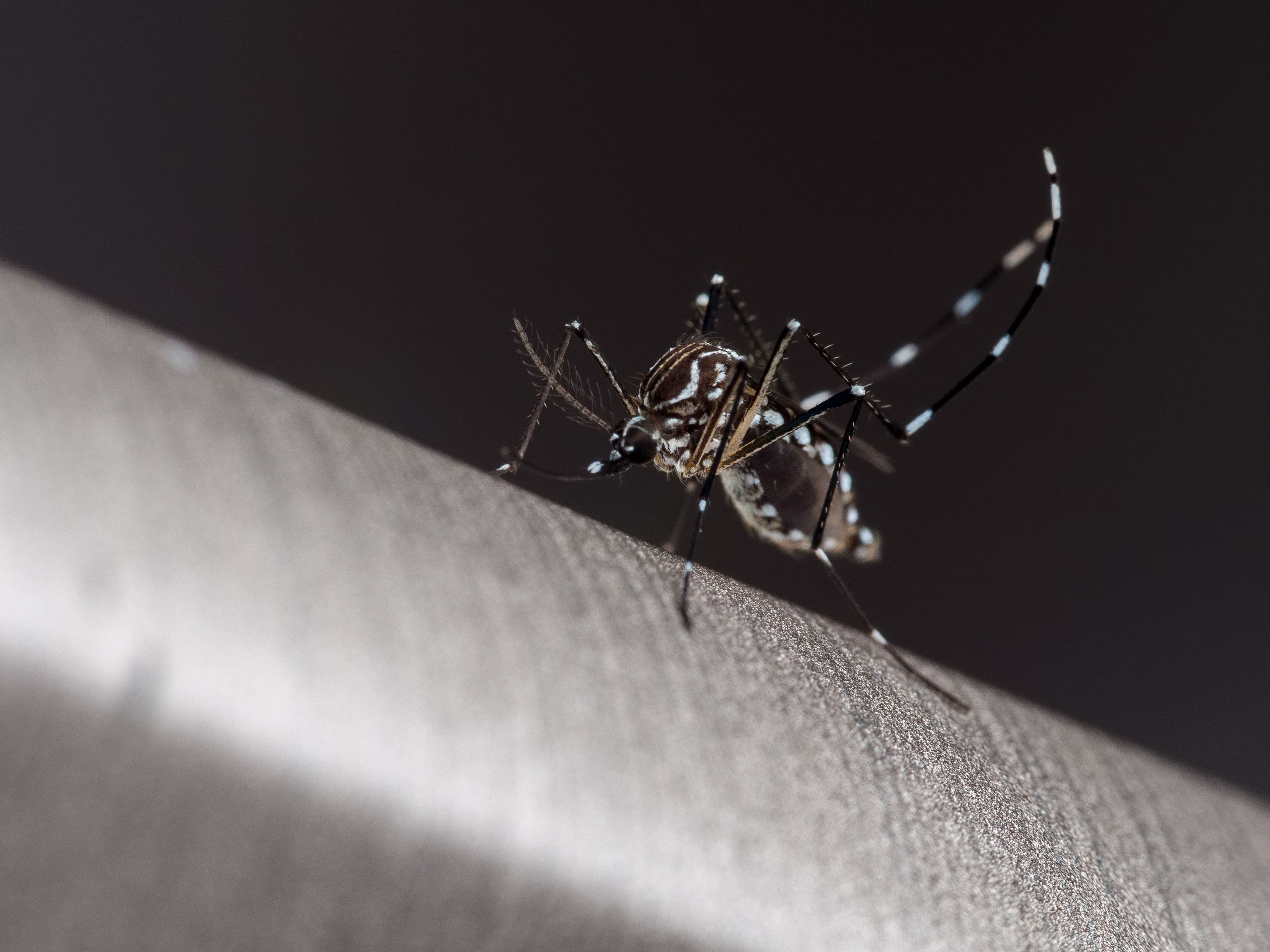 Flavivirus - Dengue - Mosquito