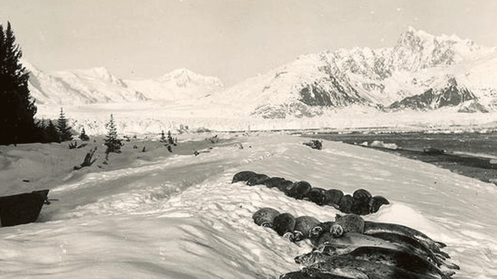 <p>La imagen fue tomada desde la costa oeste de la Bahía Harris, en el Parque Nacional de los Fiordos de Kenai, en las montañas de Kenai en Alaska. Data de un invierno o una primavera temprana, probablemente entre 1920 y 1940</p> usgs.gov 163