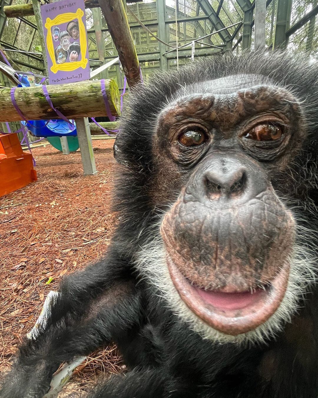 Hoy en día, Bubbles vive dentro de un santuario para simios en Florida, Estados Unidos. (Instagram/centerforgreatapes)Bubbles, Michael Jackson, chimpancé, primates, simios, monos, animales, mascotas, noticias de animales, noticias de mascotas, rey del pop, neverland