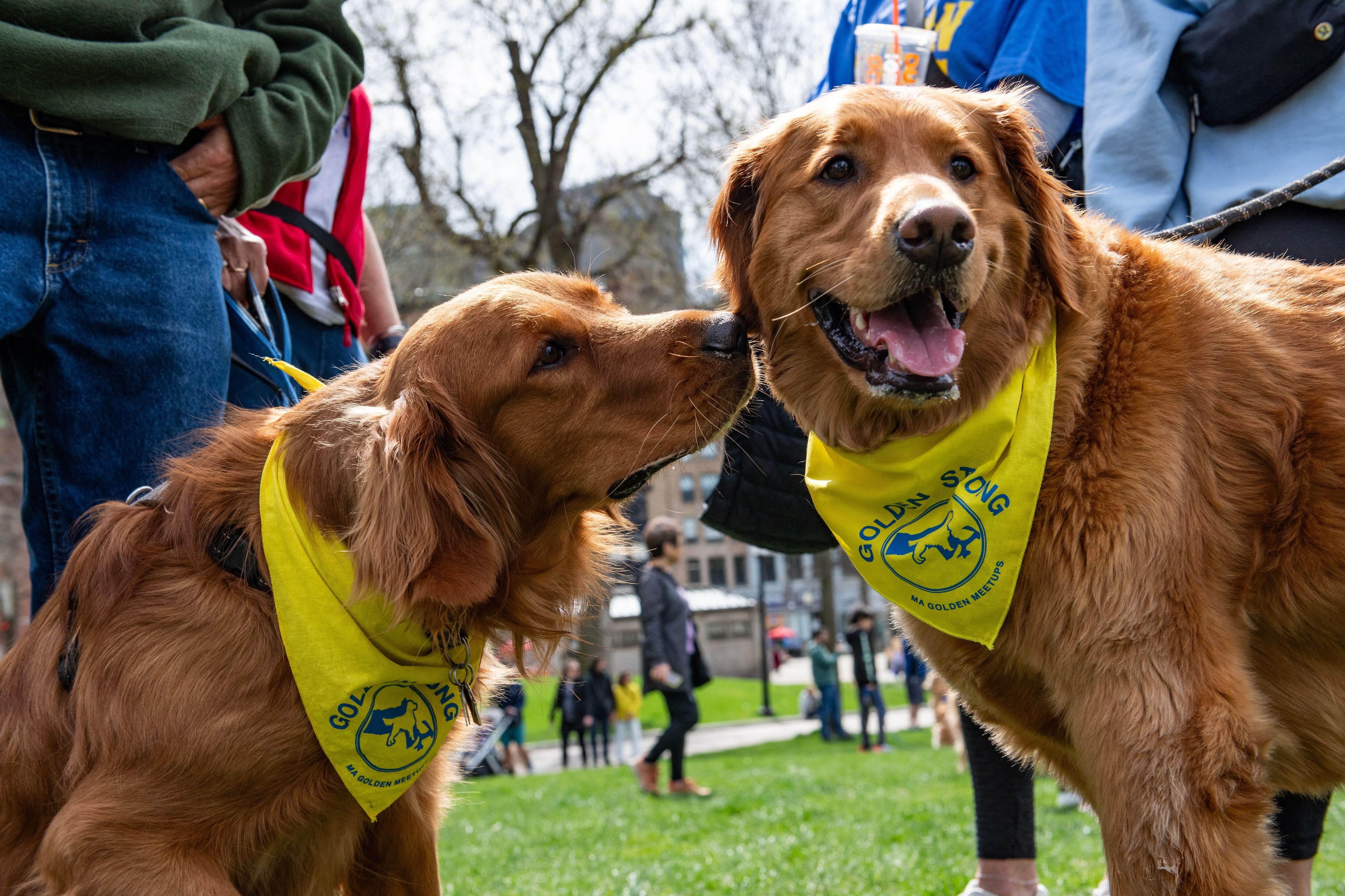 Los perros asistieron para celebrar la vida y obra de Spencer. (AFP/Joseph Prezioso).Golden retrievers, perros, razas de perros, animales, mascotas, Boston Marathon, Boston, Massachusetts, noticias de animales, noticias de mascotas.