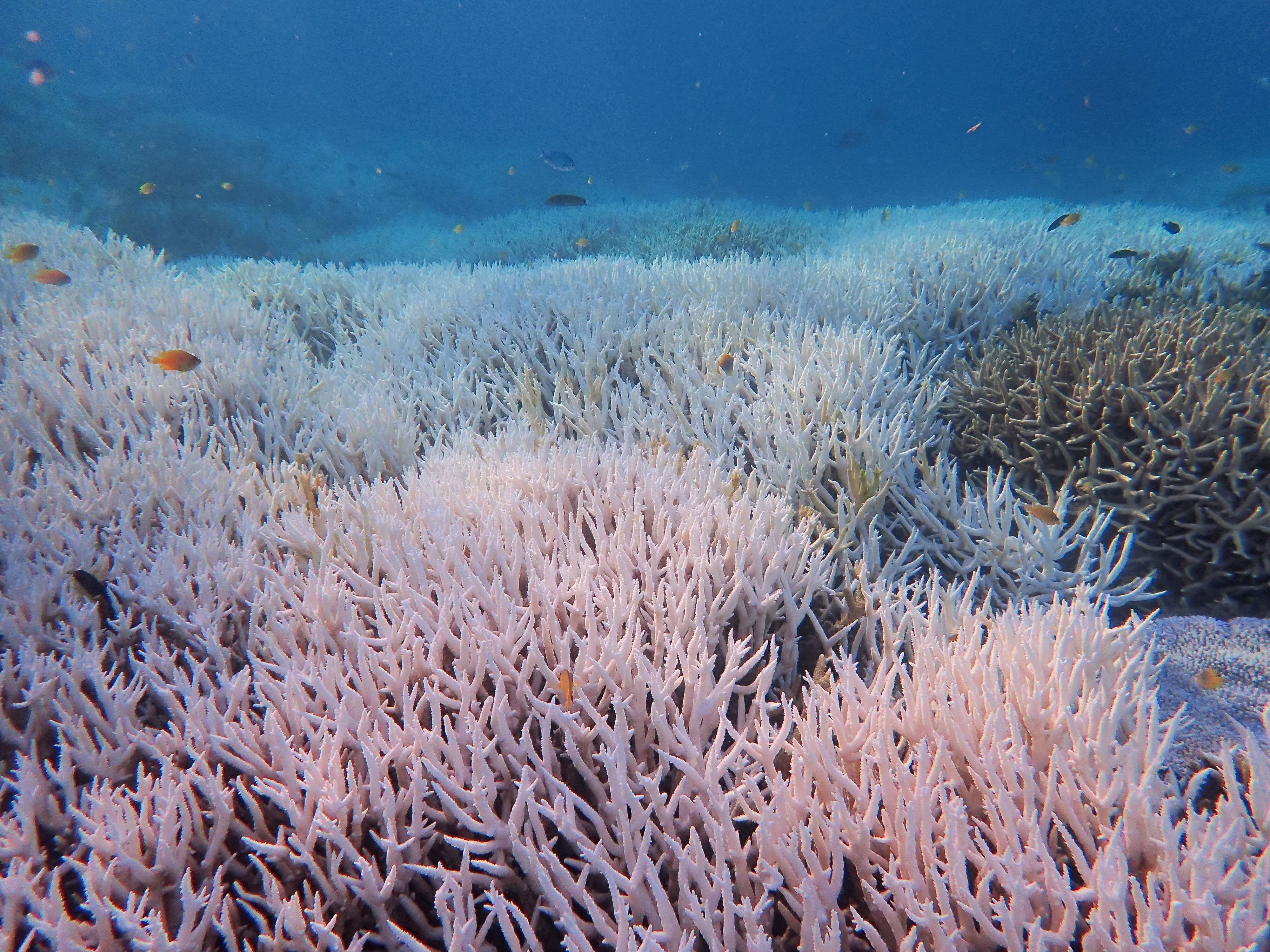 En este viaje un equipo de expertos brinda información y dirige excursiones en las cuales se pueden apreciar los arrecifes de coral (EFE/Diana Kleine, Divers for Climate)