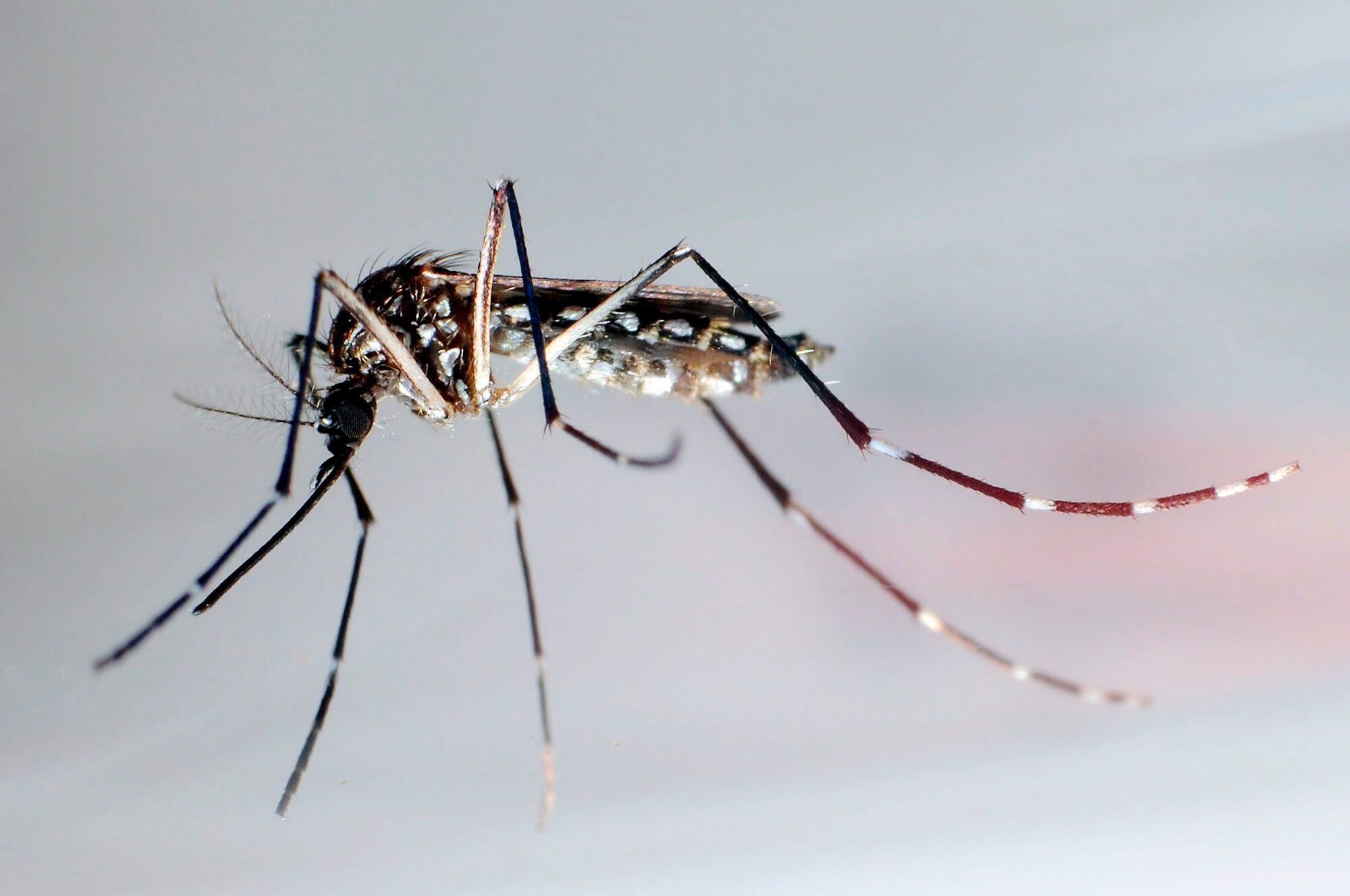 Durante el invierno, se espera que no haya circulación viral del dengue por las bajas temperaturas /EFE /Gustavo Amador /Archivo 