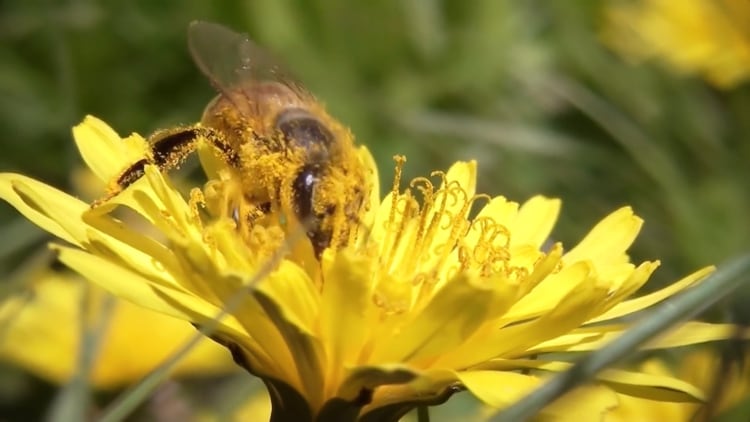 casi el 90% de la población ha desaparecido en los últimos años. Según especificaron, esto se debe al abuso de pesticidas, a la deforestación y a la falta de flores (Archivo)