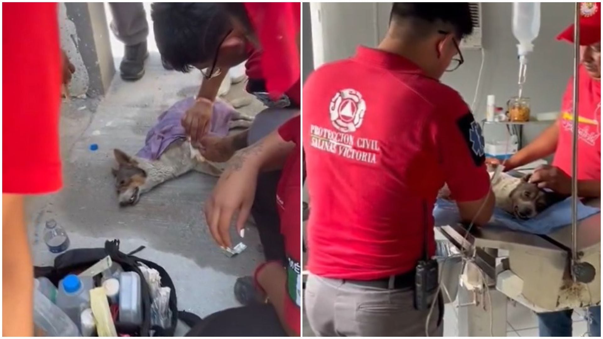 Perrito con golpe de calor suplica por ayuda en Nuevo León 