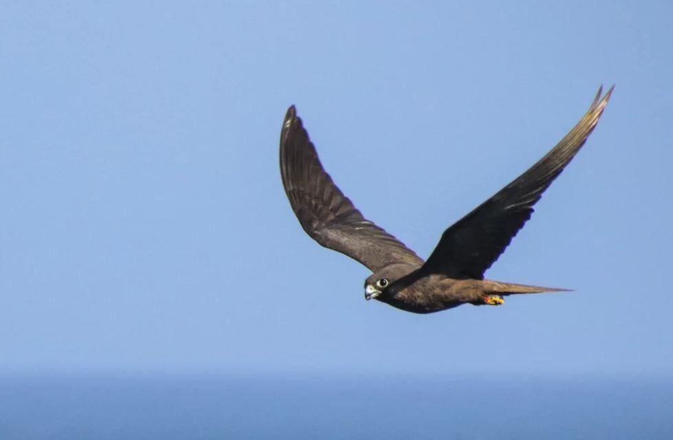 08-09-2021 Un halcón de Eleonora de morfo oscuro sobrevolando  (ARCHIVO/ EP)