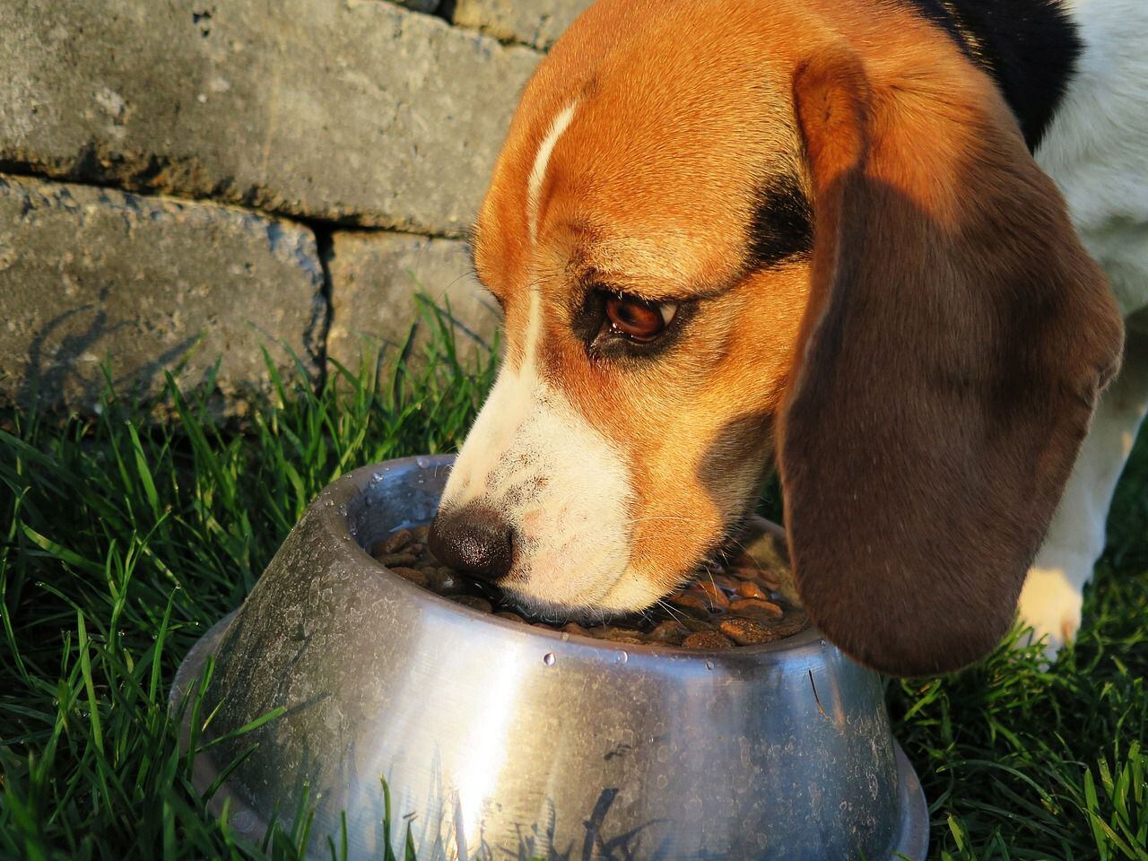 Entre las formas de mejorar la calidad de vida de estos perros se encuentran cambios en la dieta, alternativas al agua, cirugía y recomendaciones de que aumenten o pierdan peso (Pixabay)
