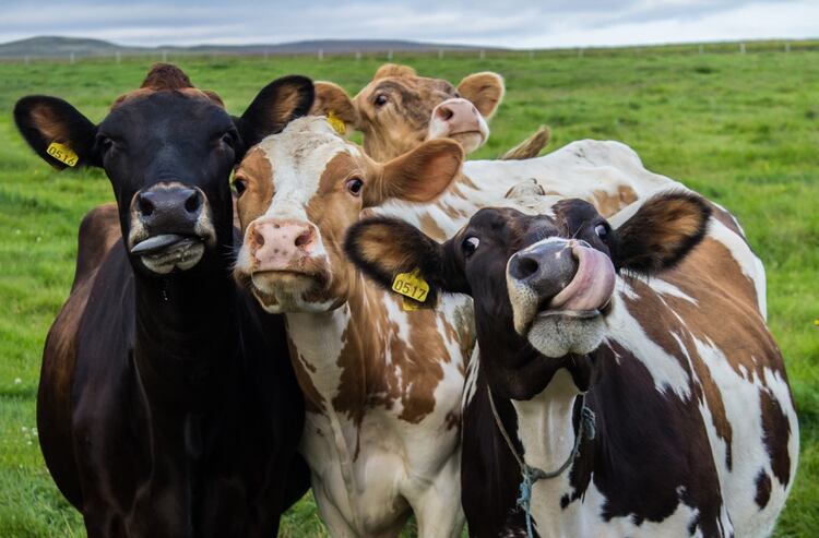 En el rancho de El Estanco se dedican a la crianza de vacas Foto: Shutterstock