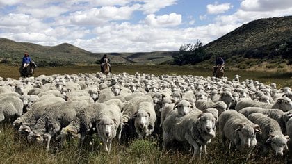 Reclaman una prórroga de la Ley Ovina 