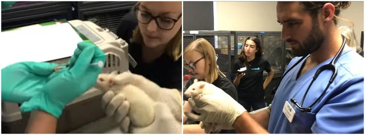 La organización de cuidado animal mostró en videos cuando vacunaron y revisaron a las ratas para que estén listas y darse en adopción Fotos: (San Diego Humane Society) 