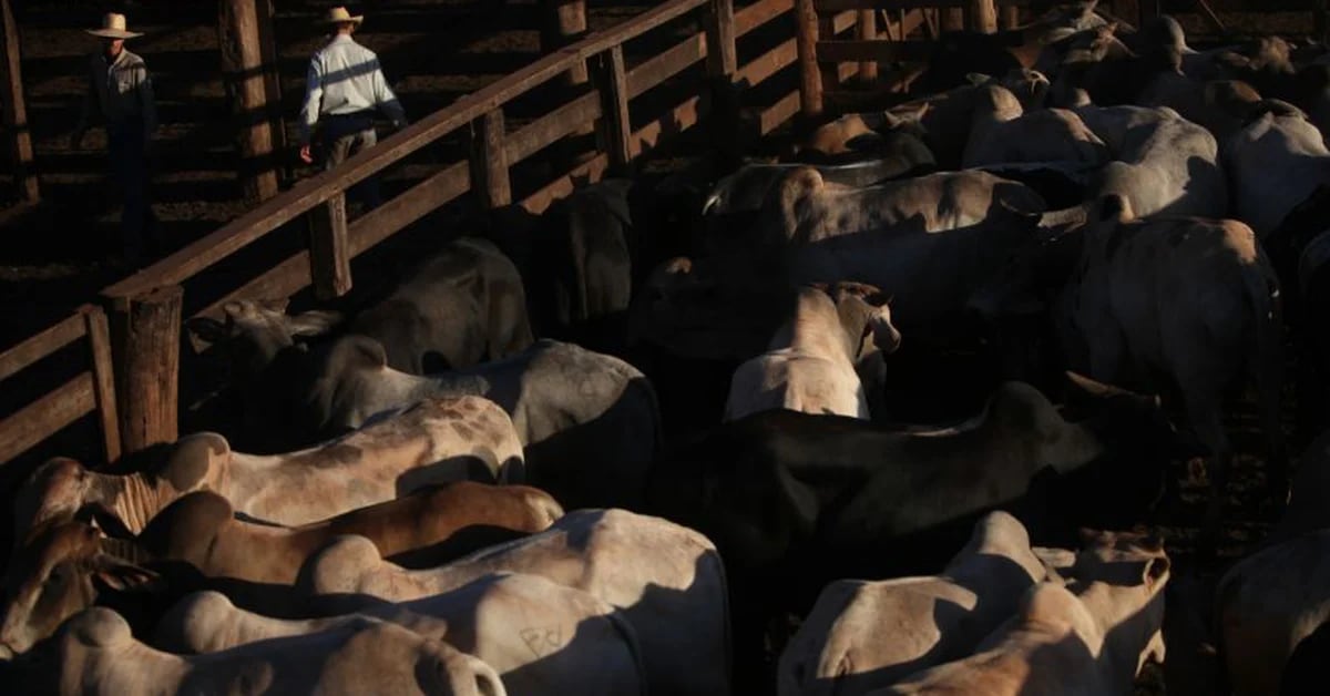 Brazil has certified that the identified mad cow case is isolated and has ruled out an outbreak