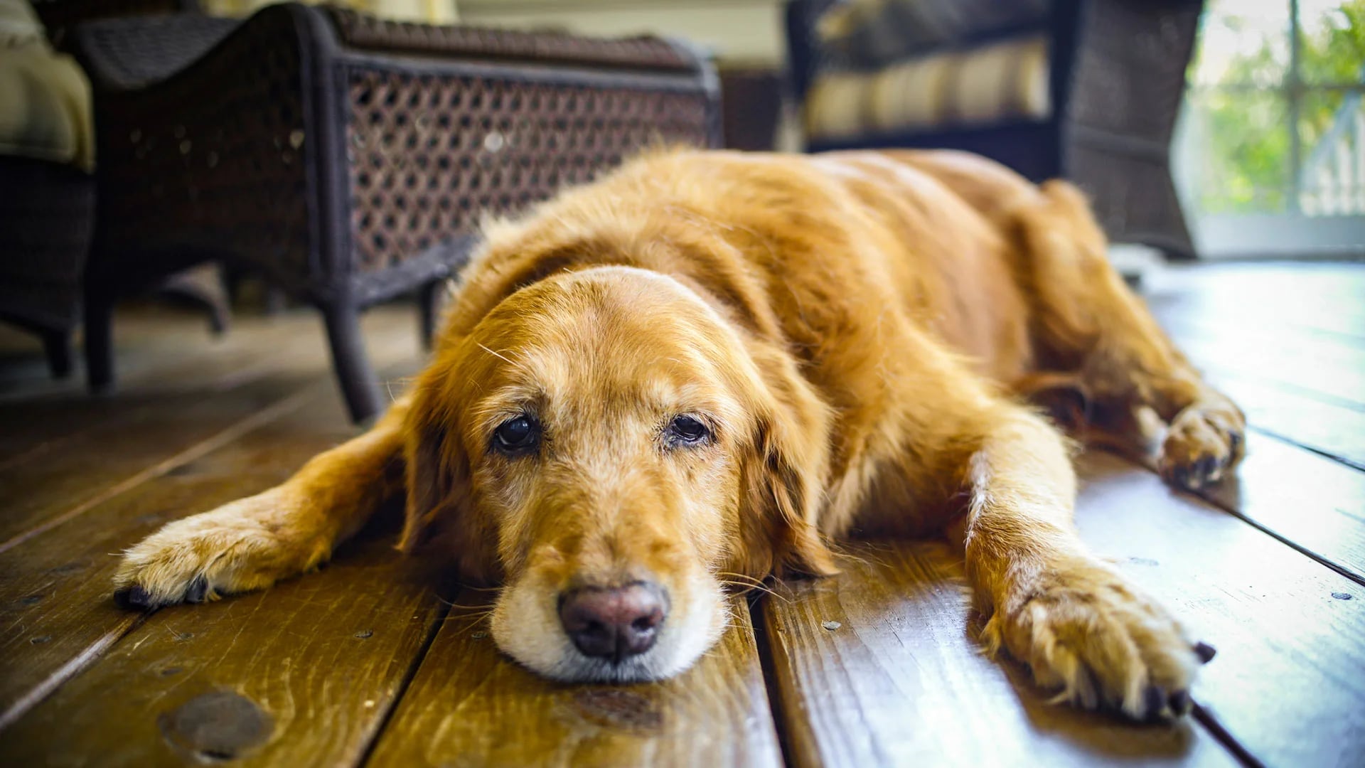 Los perros pueden llegar a sufrir de “ansiedad por separación” o bien depresión, cuando sus amos se alejan del hogar por un largo tiempo (iStock)