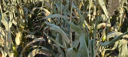 La sequía y la calidad: un muestreo de soja en la zona núcleo detectó hasta  80% de grano verde - Infocampo