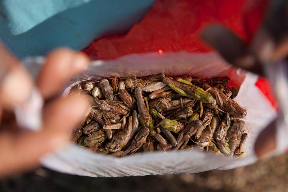 insectos alimentos (© FAO/Yasuyoshi Chiba)